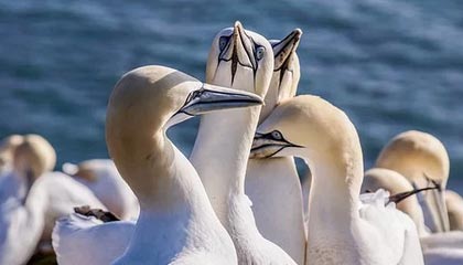 电竞社区-【欧国联】吉鲁梅开二度 科芒替补建功 法国4-2瑞典