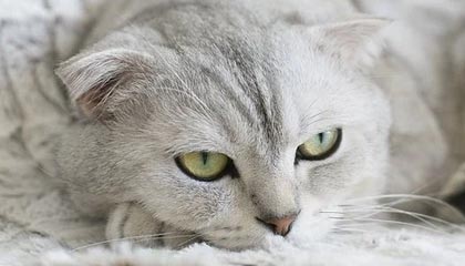 LCK：Kanavi皇子残血扛到底，HLE小龙团2换4打退DK