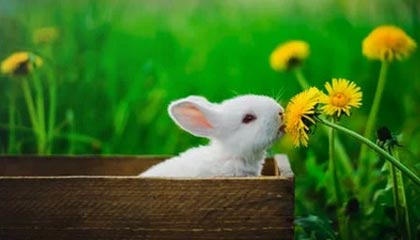 沙特媒体再曝希拉尔引入特谢拉 都说归化这钱谁出